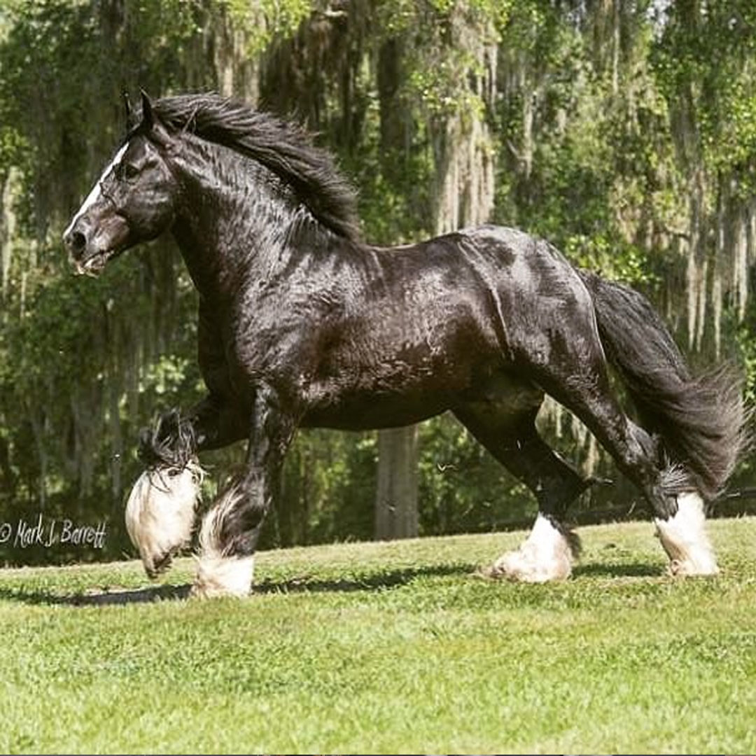 Latcho Drom Caymus (Latch Drom x Romany Rye) - Gypsy Vanner Black Stallion